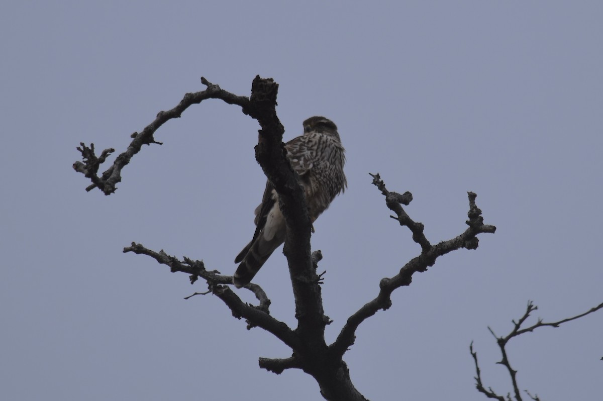 Merlin - ML645944418