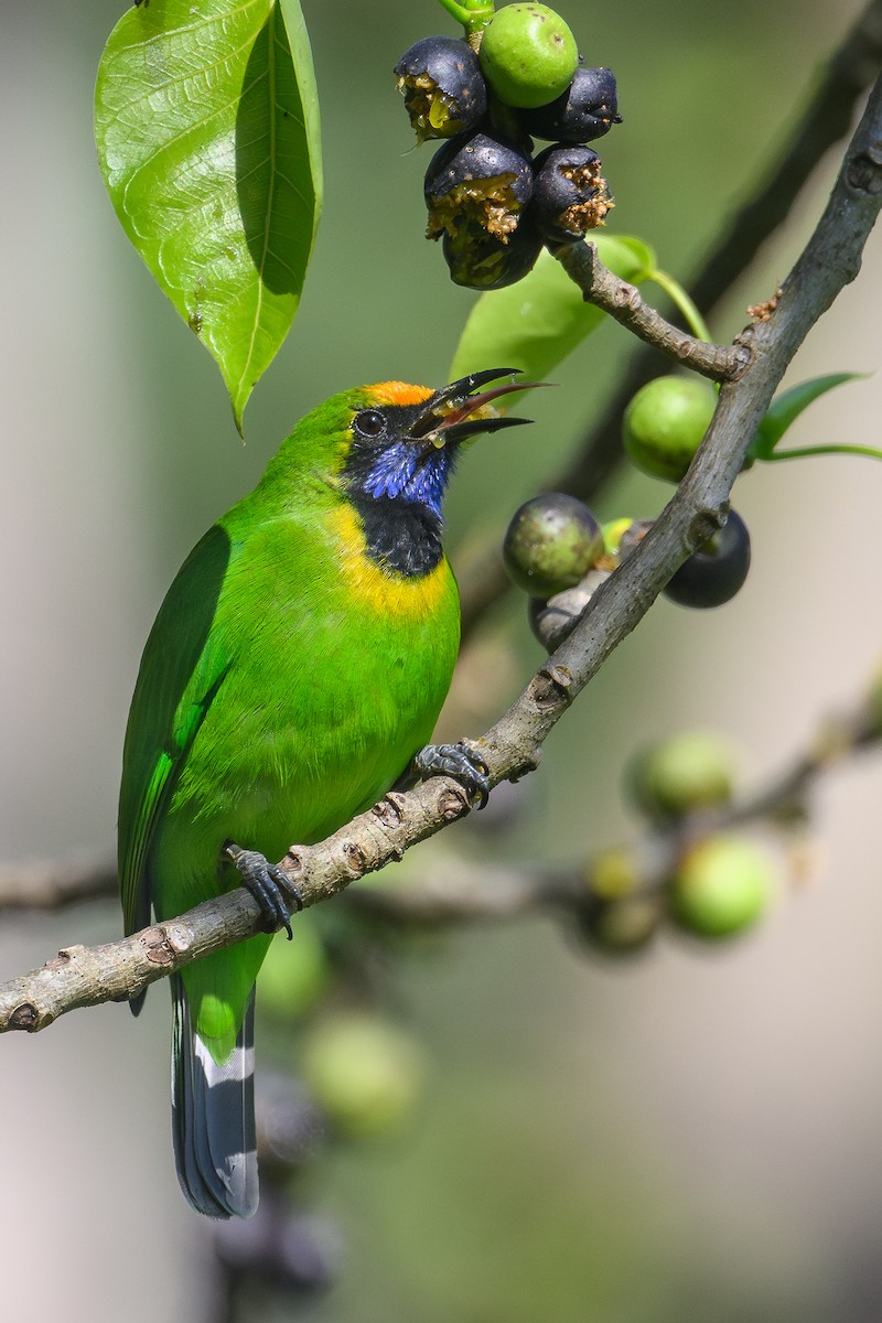 Golden-fronted Leafbird - ML645944419
