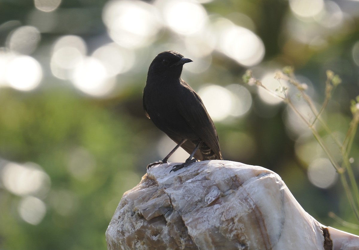 Black Scrub-Robin - ML645944420