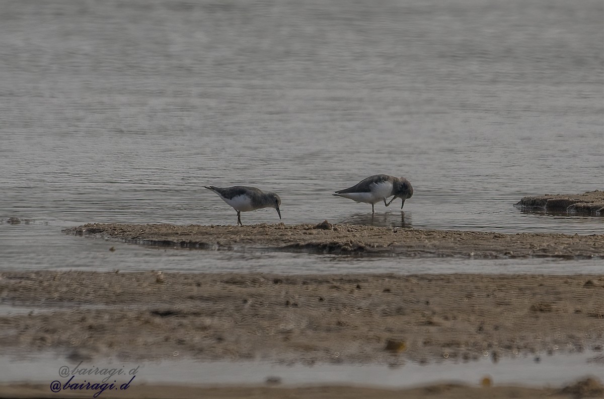 Temminck's Stint - ML645944421