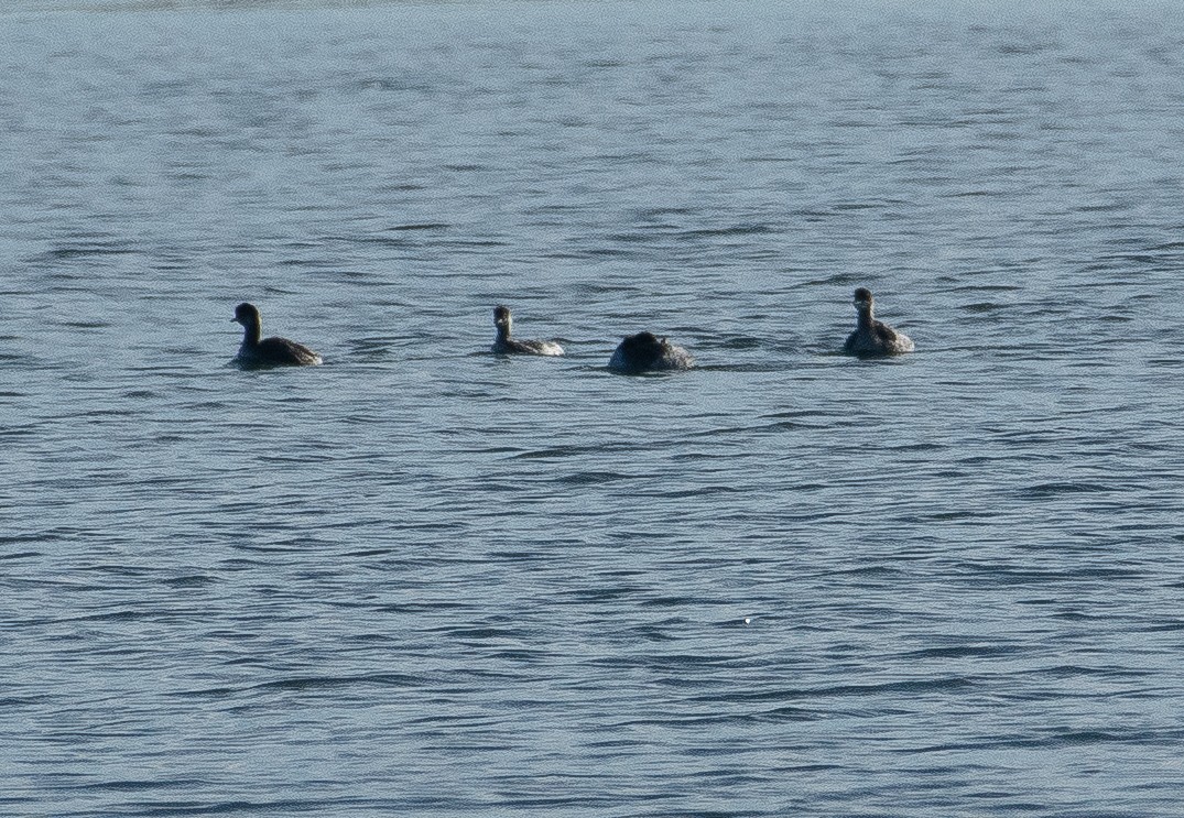 Eared Grebe - ML645944422