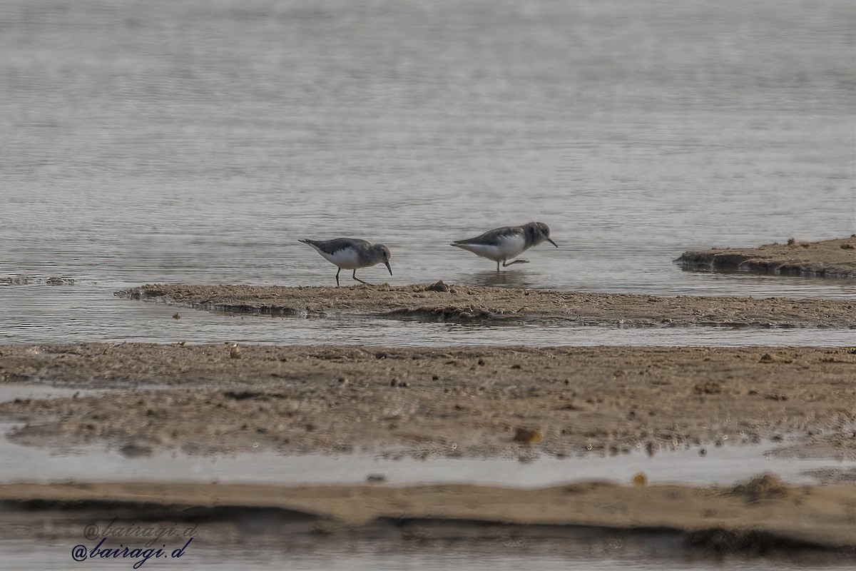 Temminck's Stint - ML645944423