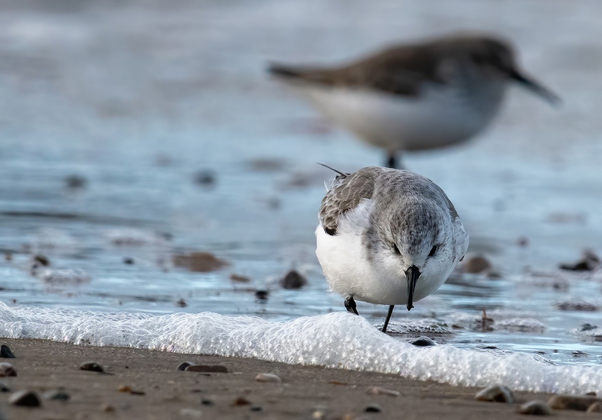 Sanderling - ML645944425