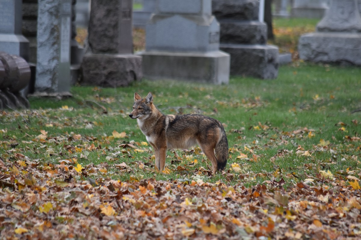 Coyote - ML645944427