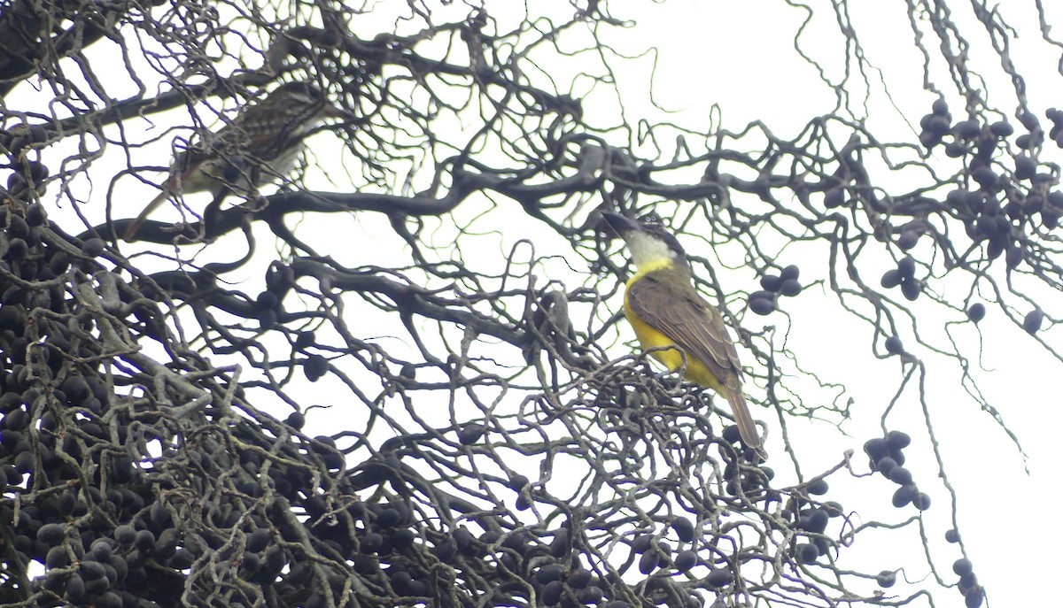 Boat-billed Flycatcher - ML645944428
