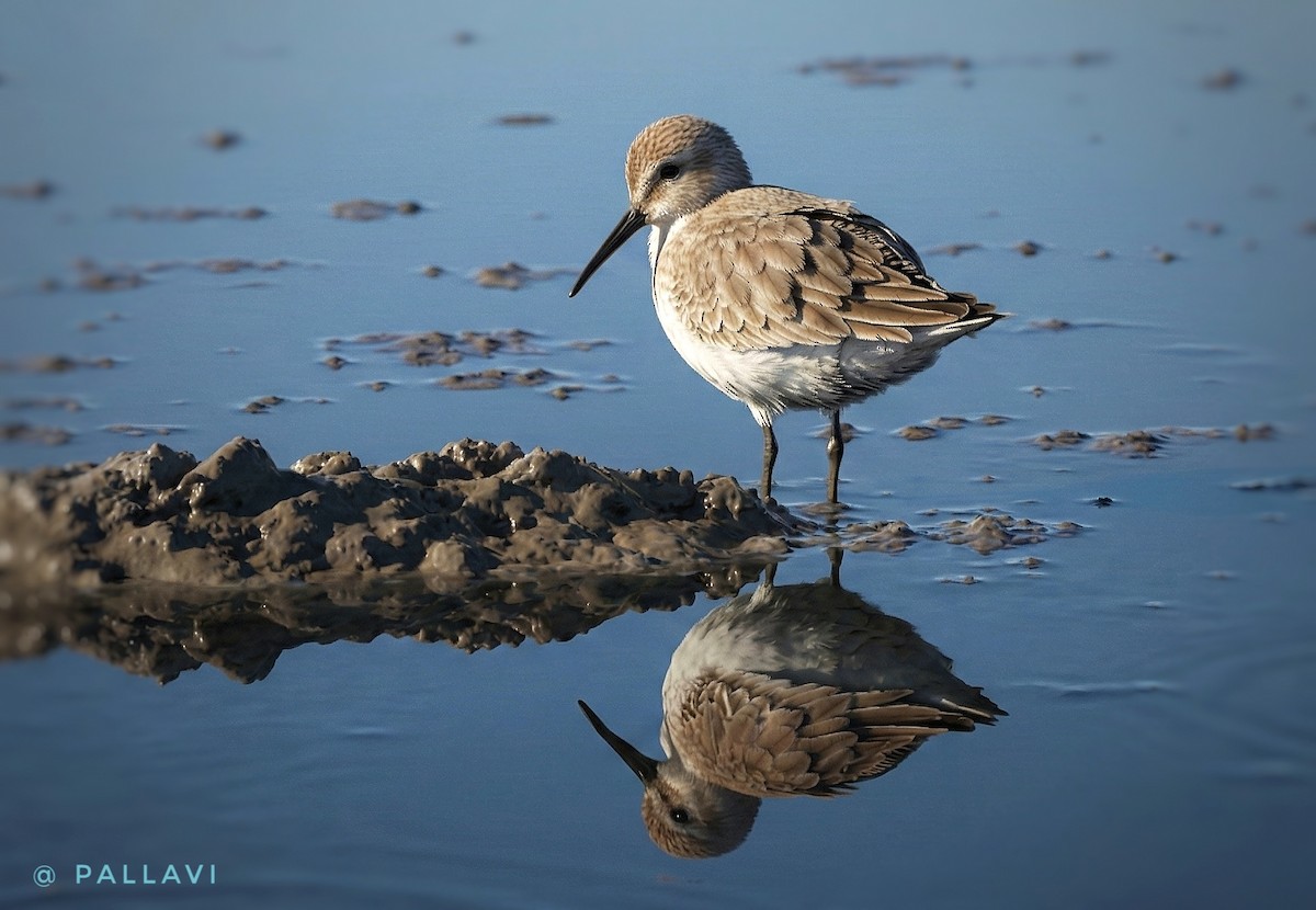 Correlimos Zarapitín - ML645944429