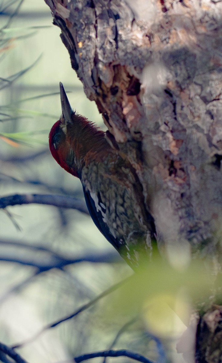 Red-breasted Sapsucker - ML645944432