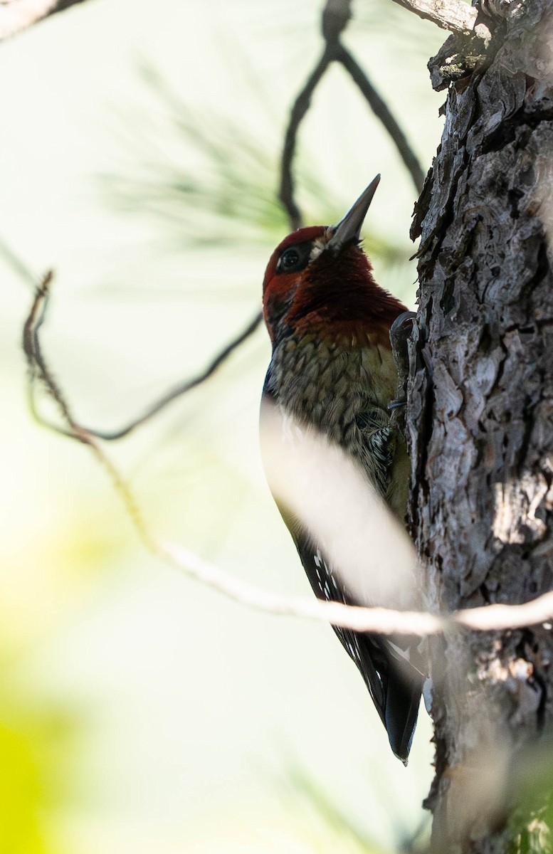 Red-breasted Sapsucker - ML645944433
