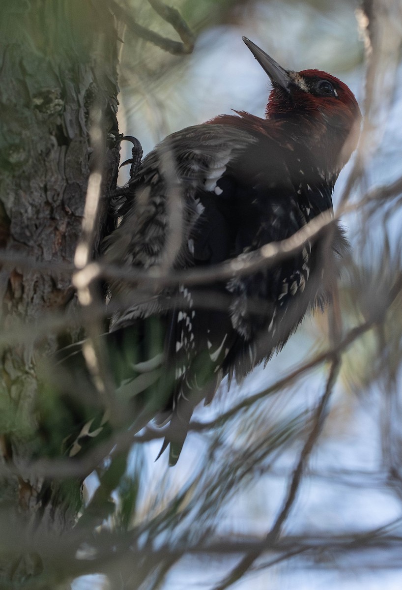 Red-breasted Sapsucker - ML645944434