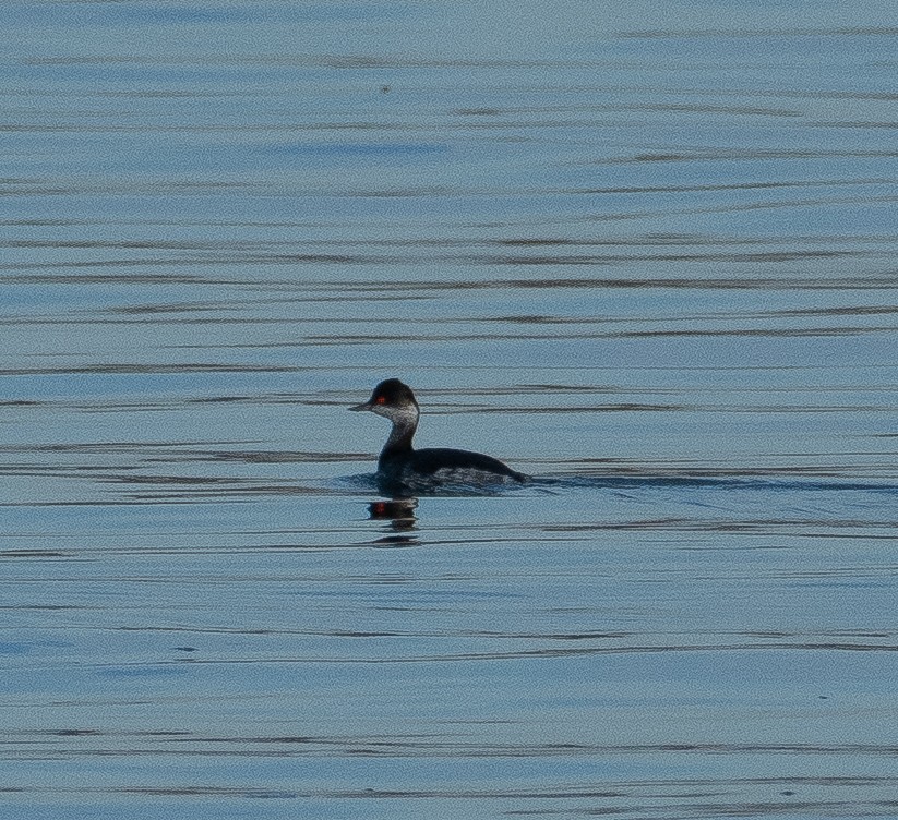 Eared Grebe - ML645944435