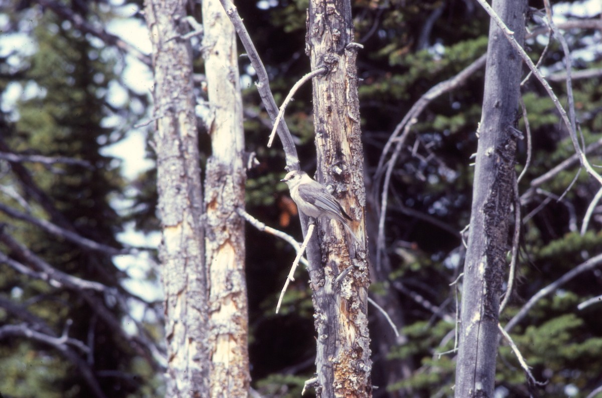 sojka šedá - ML645944436