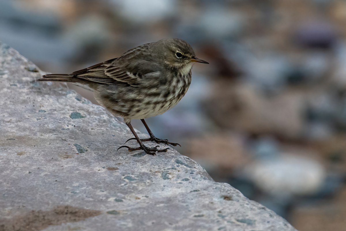 Rock Pipit - ML645944438