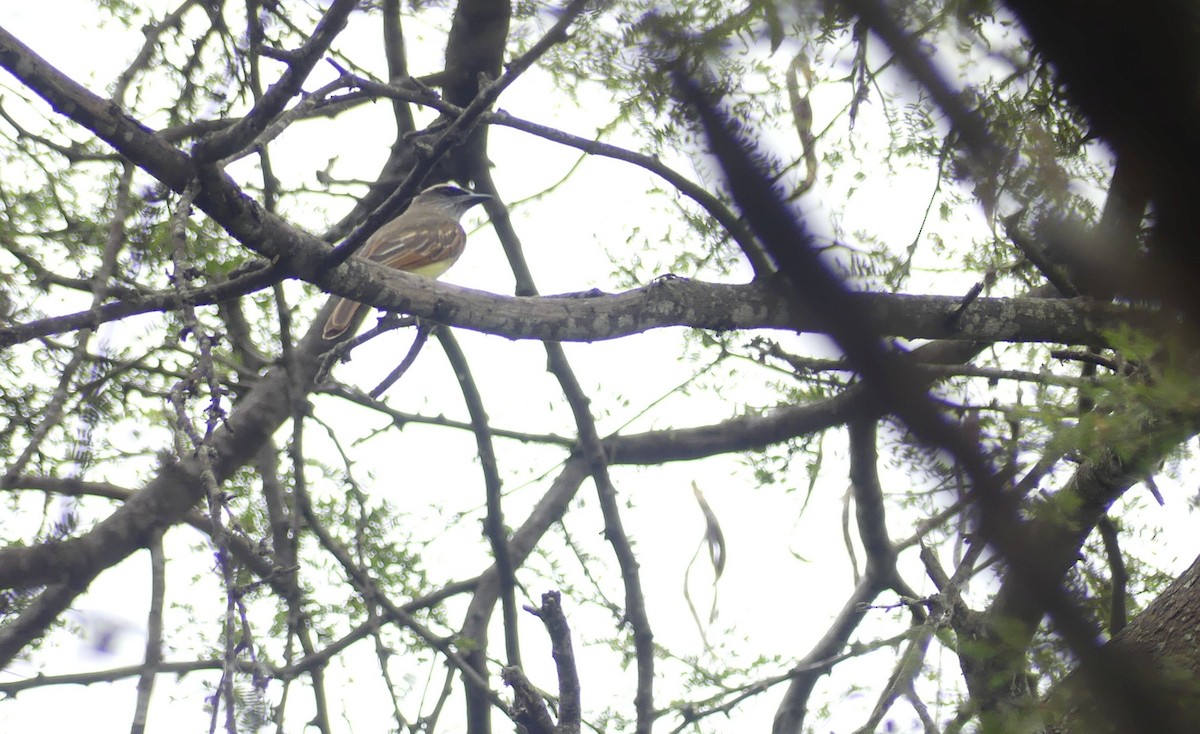 Baird's Flycatcher - ML645944444