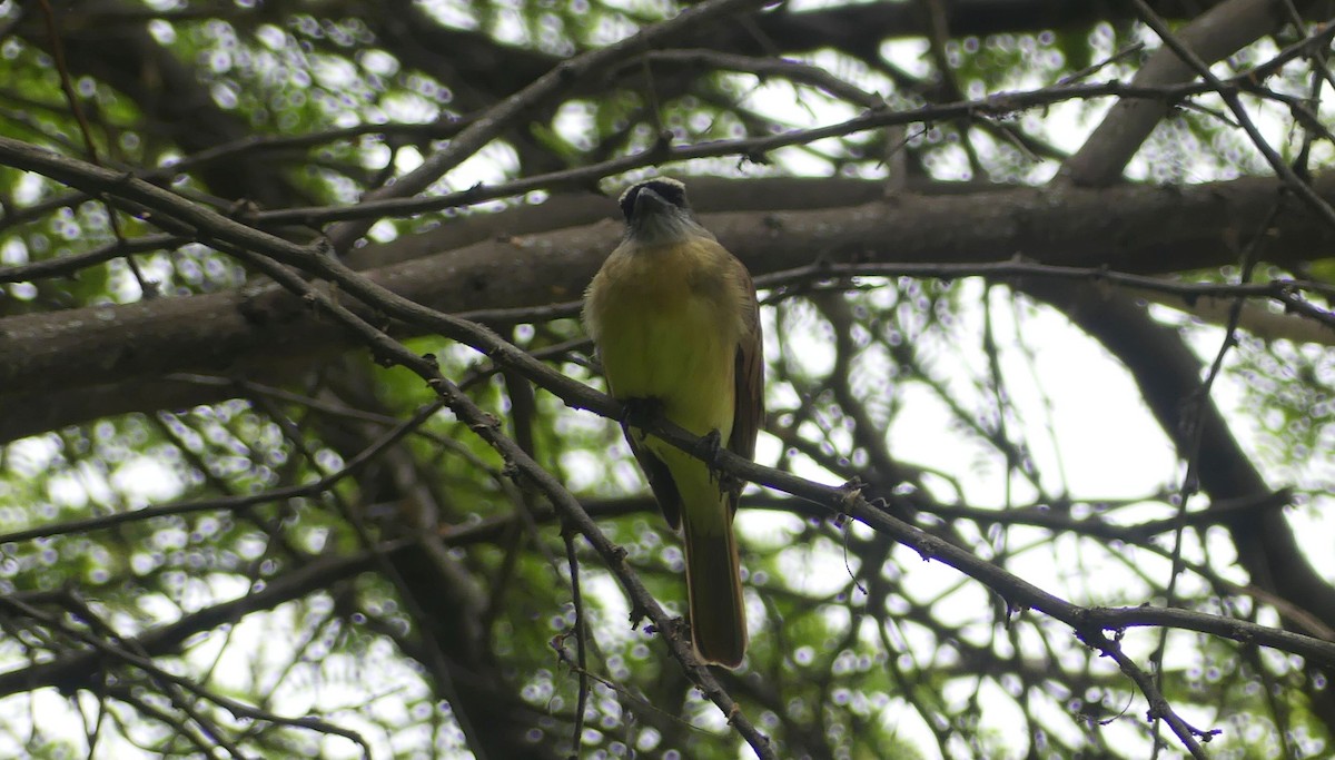 Baird's Flycatcher - ML645944445