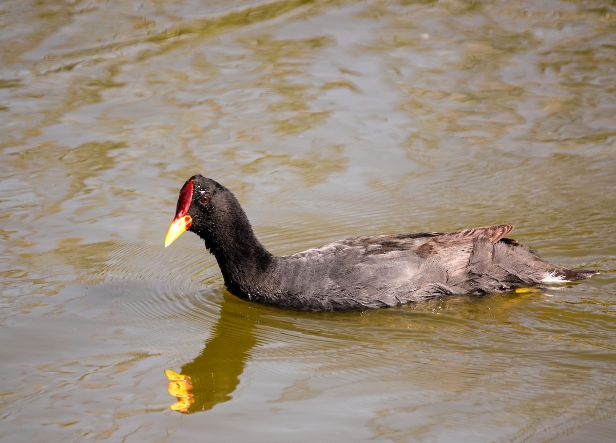 Red-fronted Coot - ML645944446