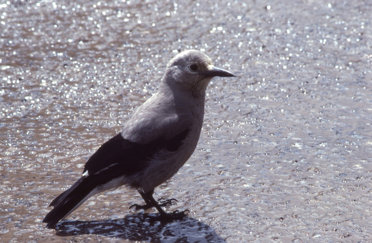 Clark's Nutcracker - ML645944448