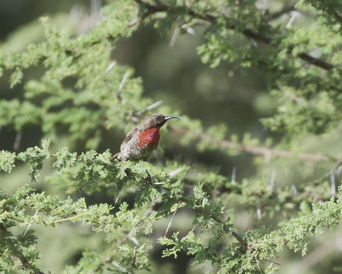 Hunter's Sunbird - ML645944449