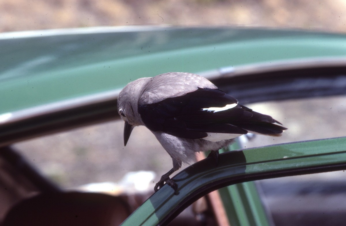 Clark's Nutcracker - ML645944450