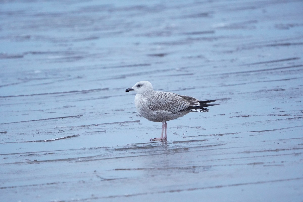 European Herring Gull - ML645944455
