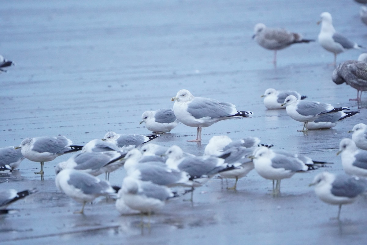 European Herring Gull - ML645944457