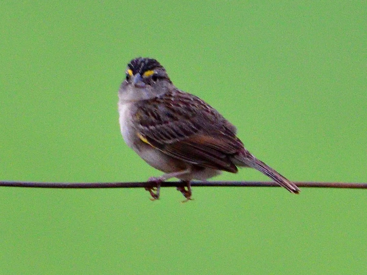 Grassland Sparrow - ML645944458