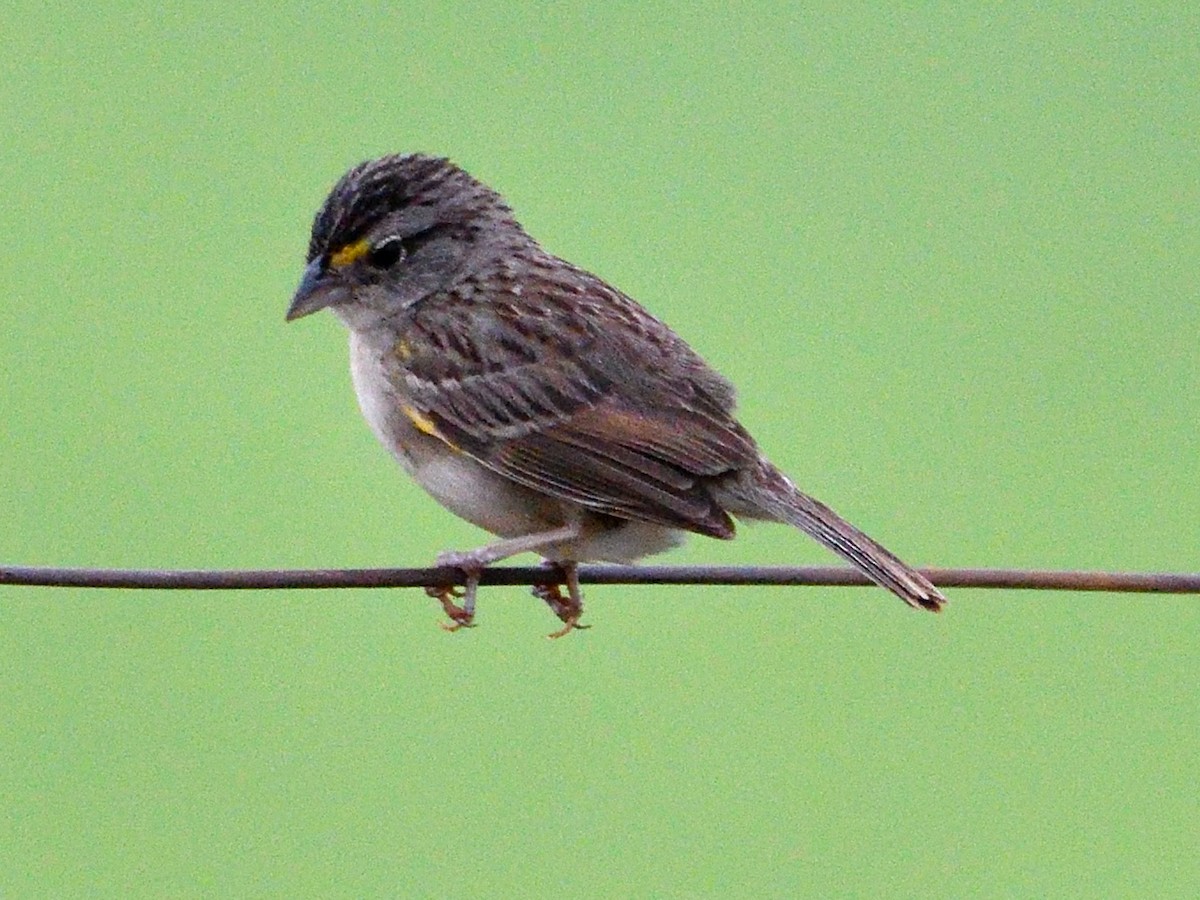 Grassland Sparrow - ML645944459
