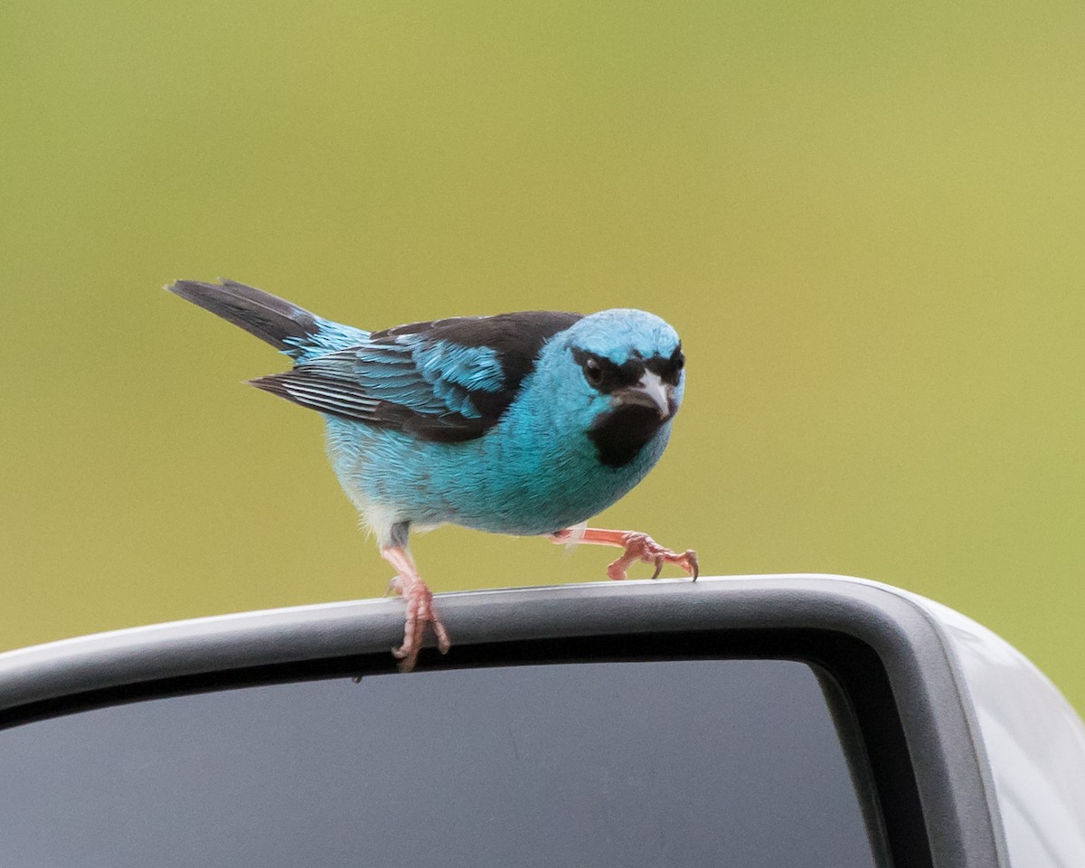 Blue Dacnis - ML645944463
