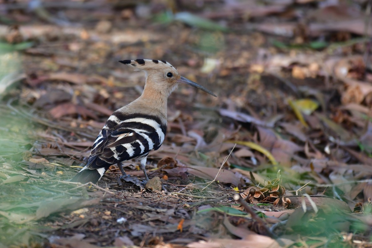 Common Hoopoe - ML645944464