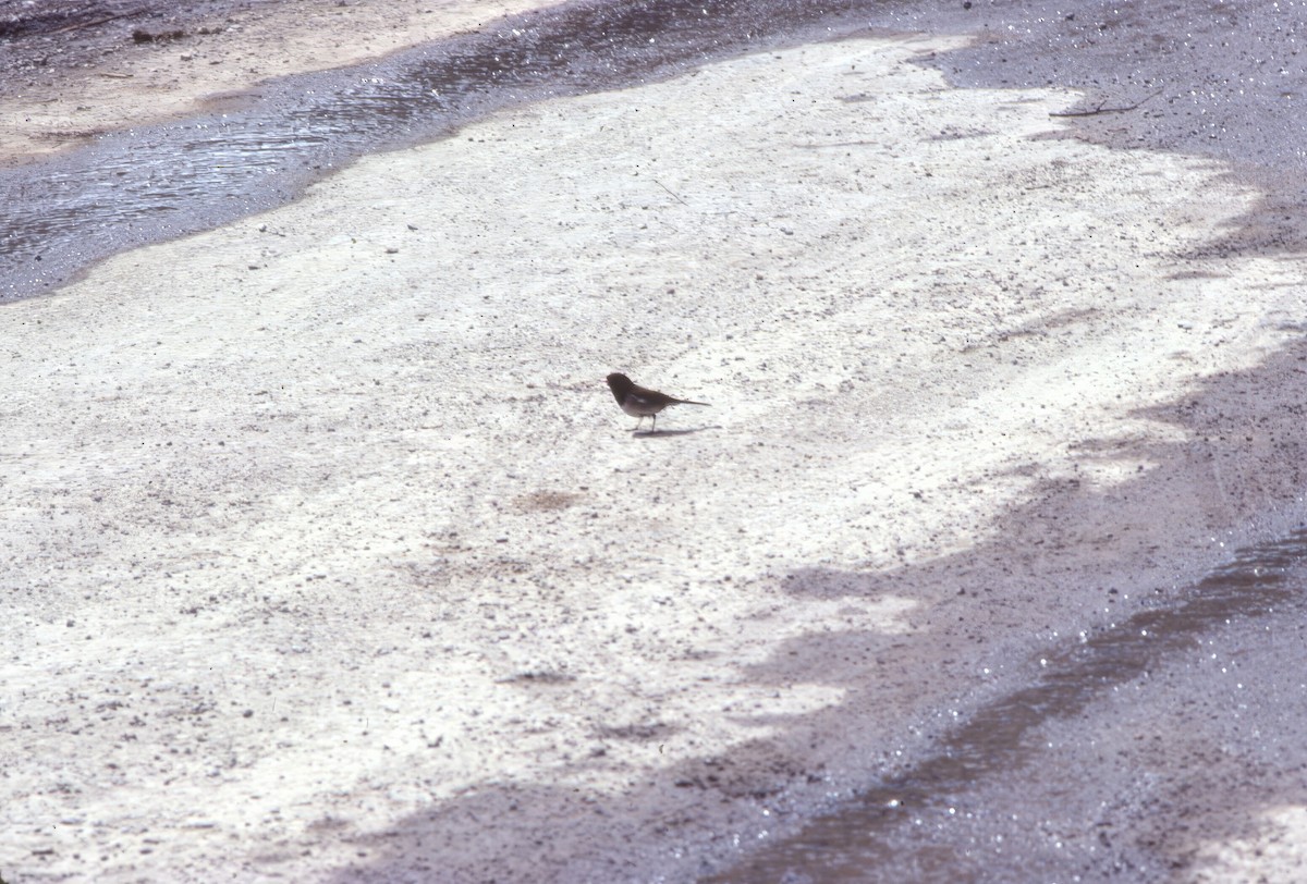 Dark-eyed Junco (Oregon) - ML645944467