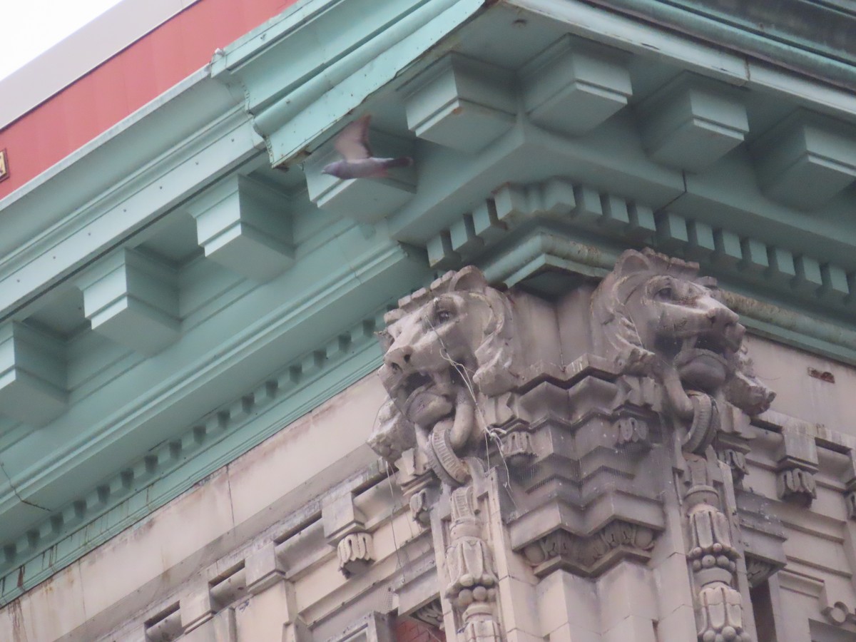 Rock Pigeon (Feral Pigeon) - ML645944469