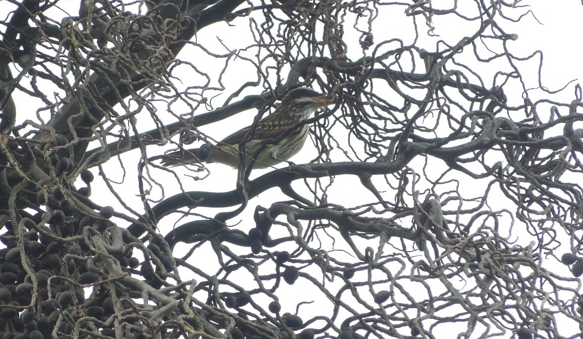 Streaked Flycatcher - ML645944470