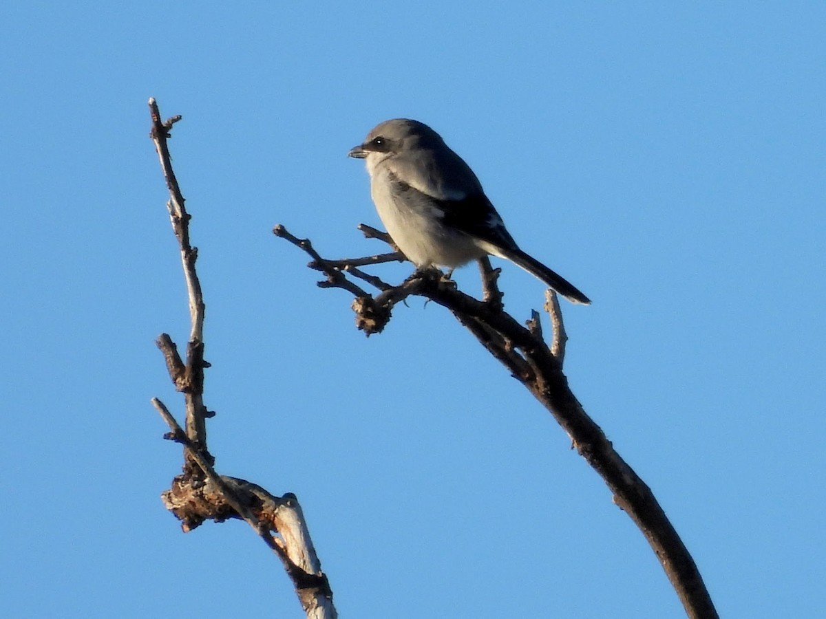 Loggerhead Shrike - ML645944472