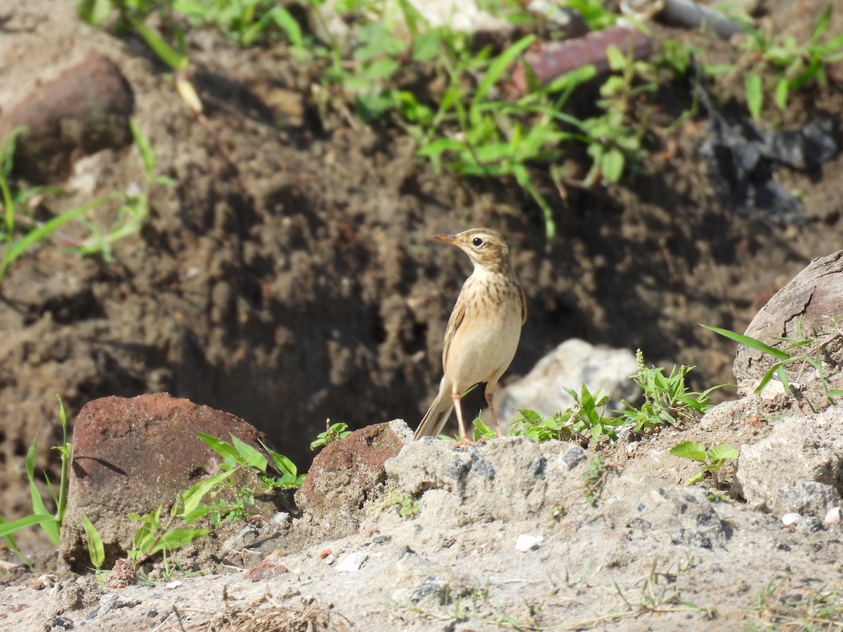 Paddyfield Pipit - ML645944474