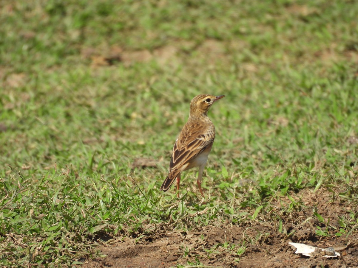 Paddyfield Pipit - ML645944475