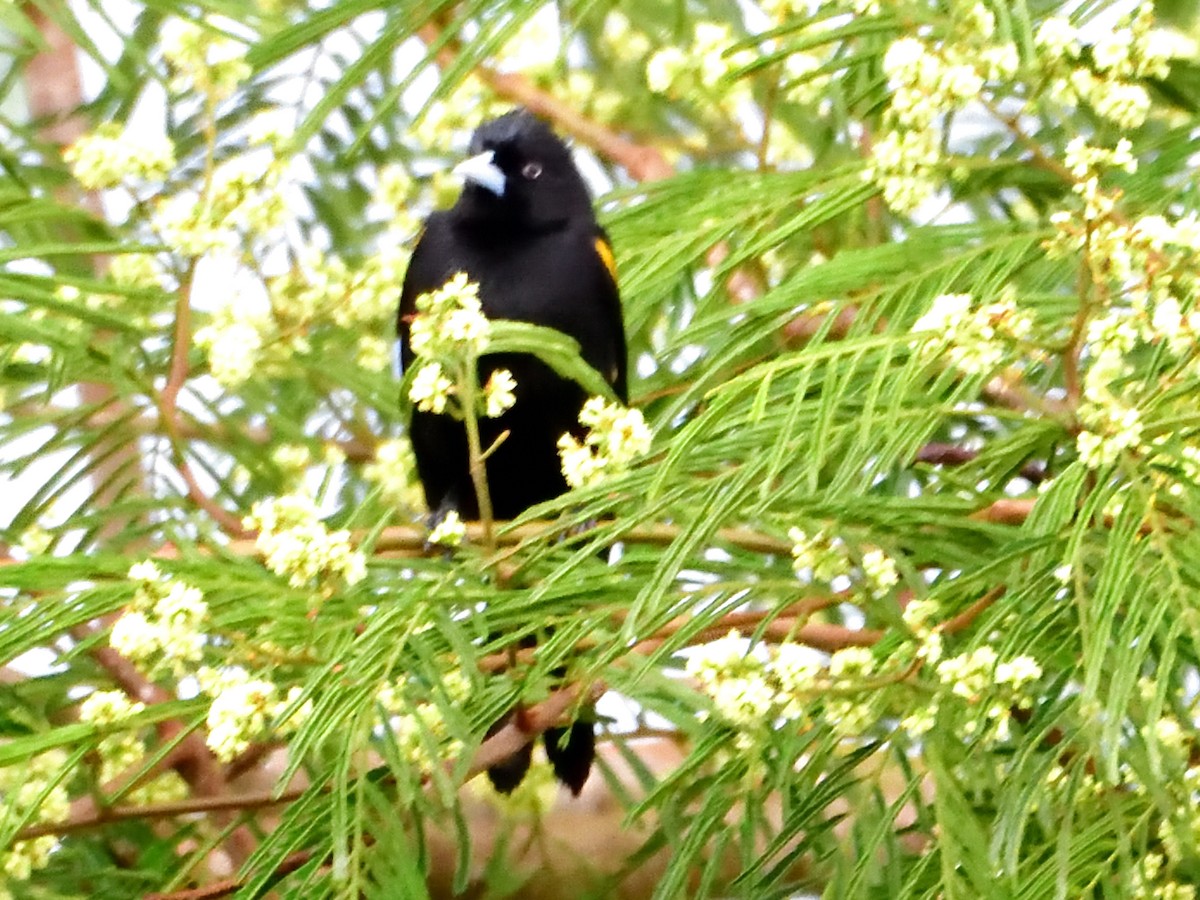 Golden-winged Cacique - ML645944482