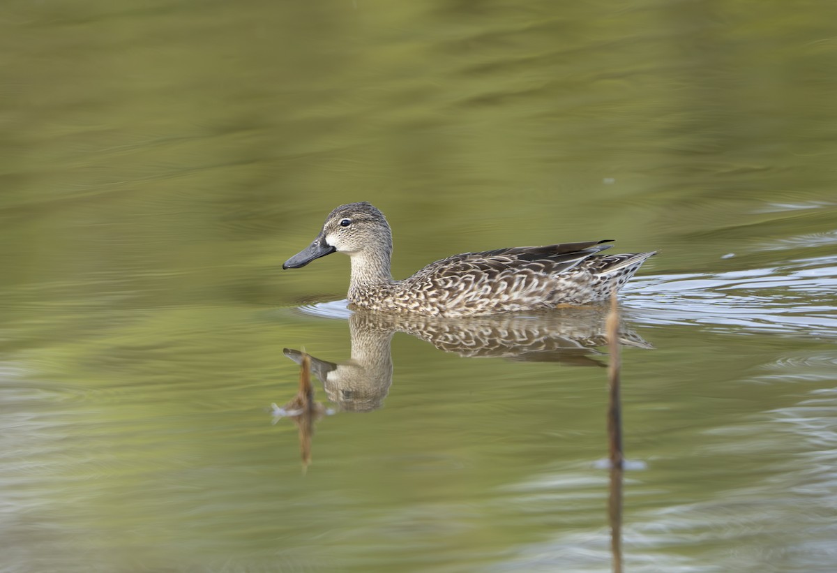 Blue-winged Teal - ML645944483