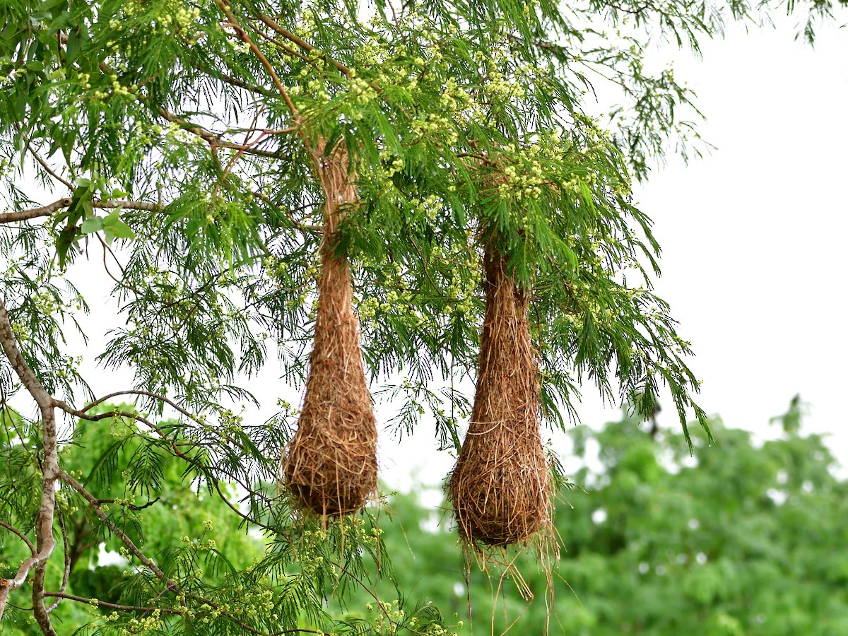 Golden-winged Cacique - ML645944490