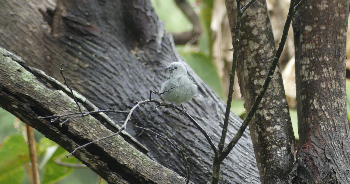 Blue-gray Tanager - ML645944491