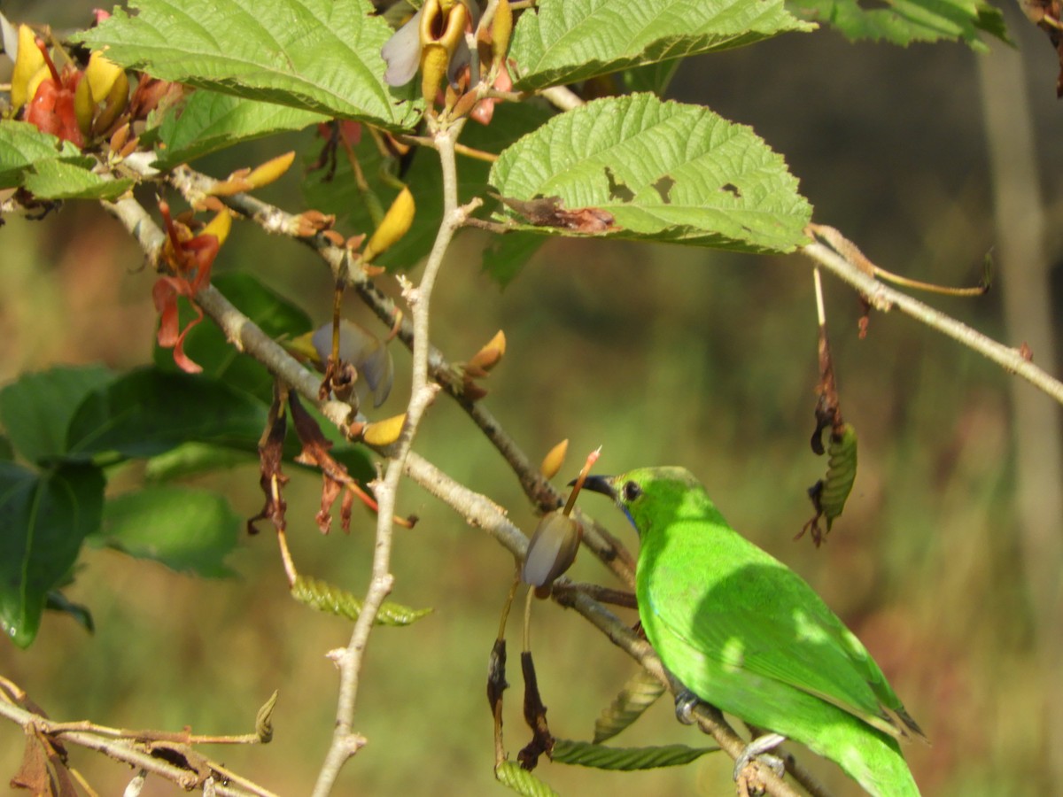 Golden-fronted Leafbird - ML645944494