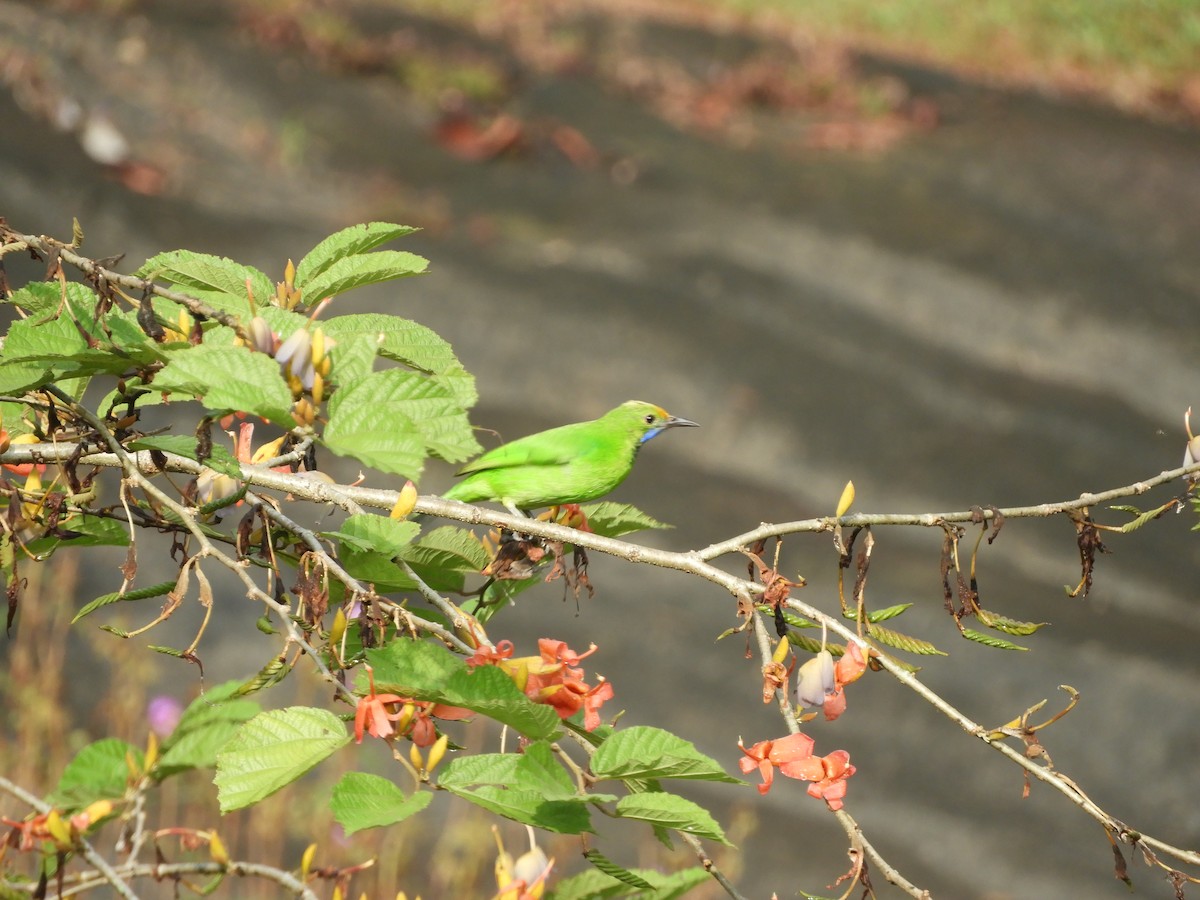 Golden-fronted Leafbird - ML645944495