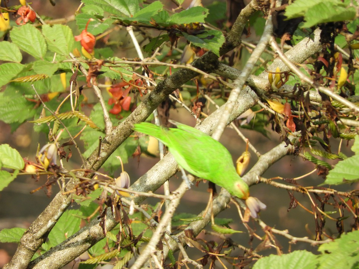 Golden-fronted Leafbird - ML645944496