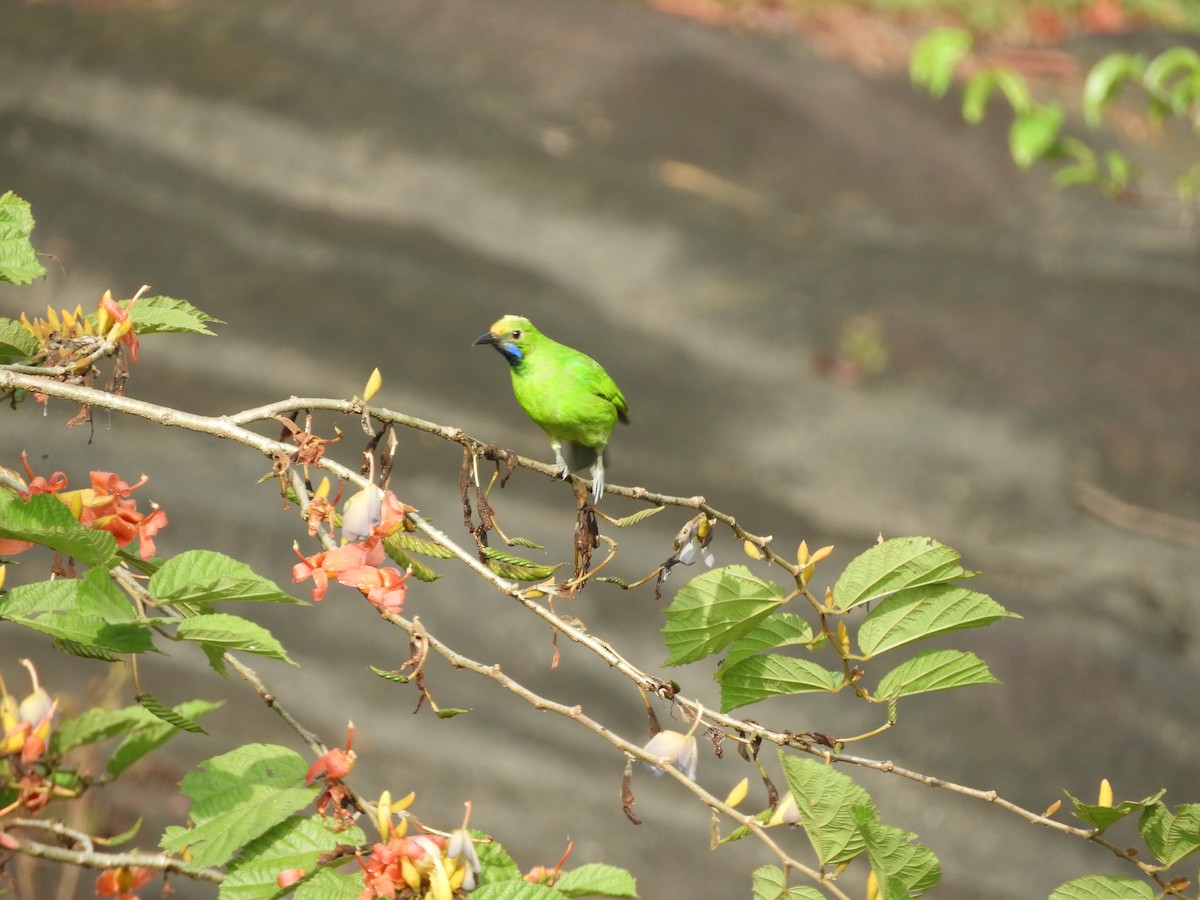 Golden-fronted Leafbird - ML645944497