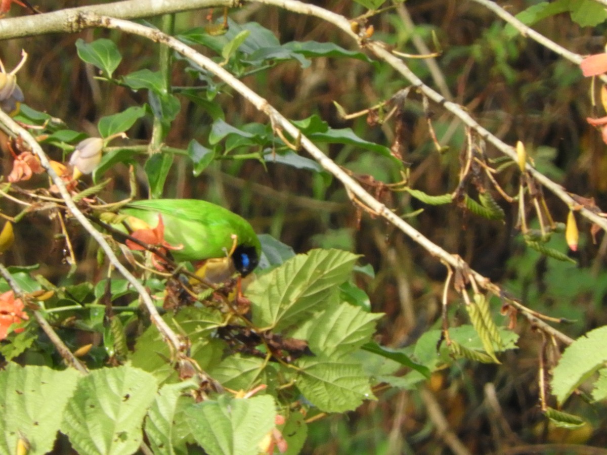 Golden-fronted Leafbird - ML645944498