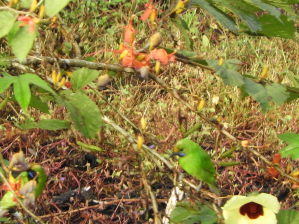 Golden-fronted Leafbird - ML645944499
