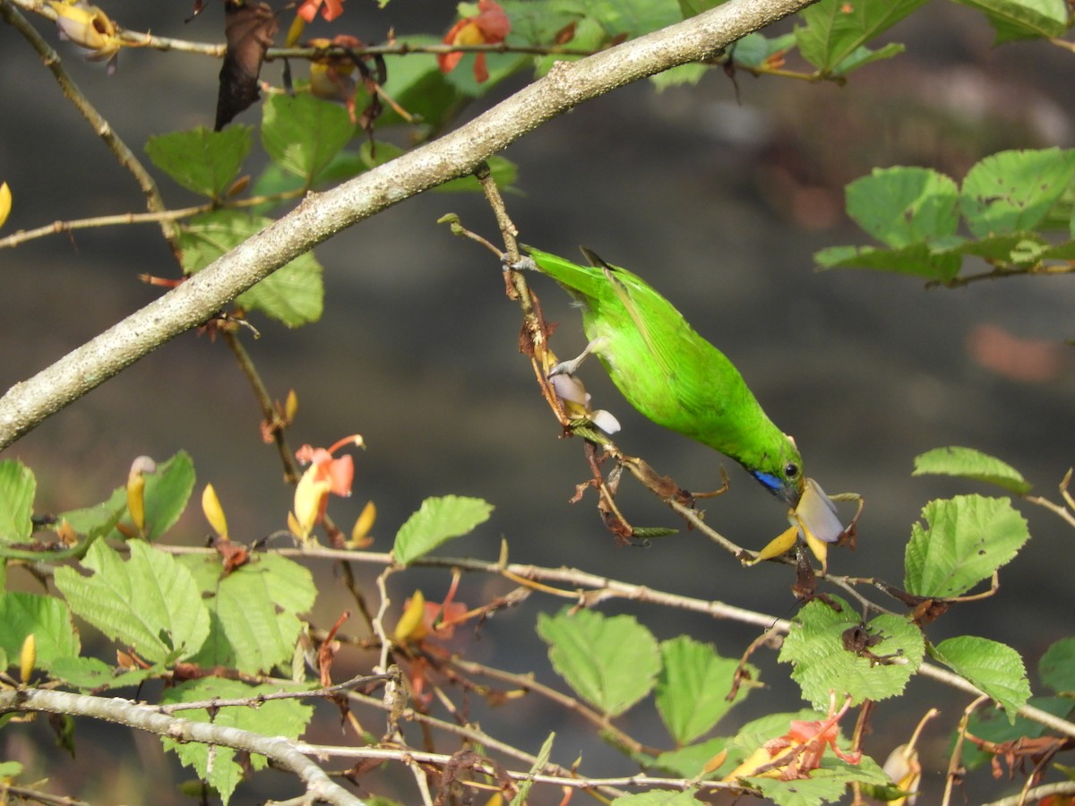Golden-fronted Leafbird - ML645944500