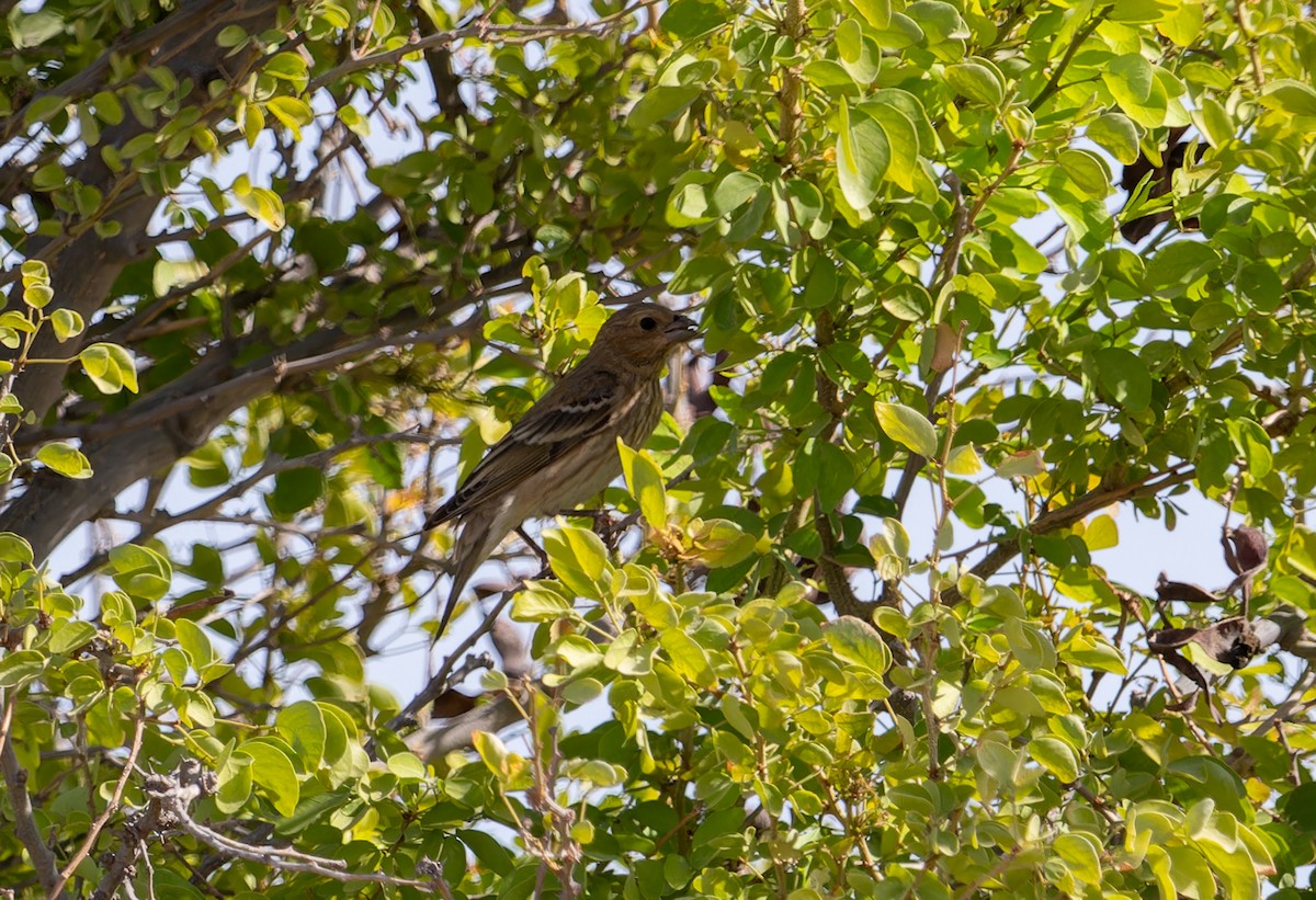 Common Rosefinch - ML645944501