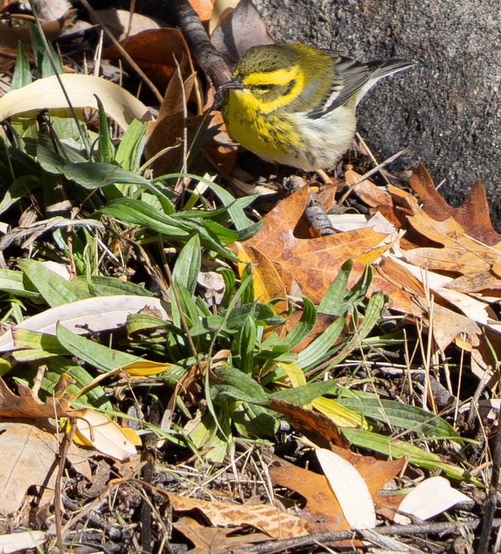 Townsend's Warbler - ML645944504