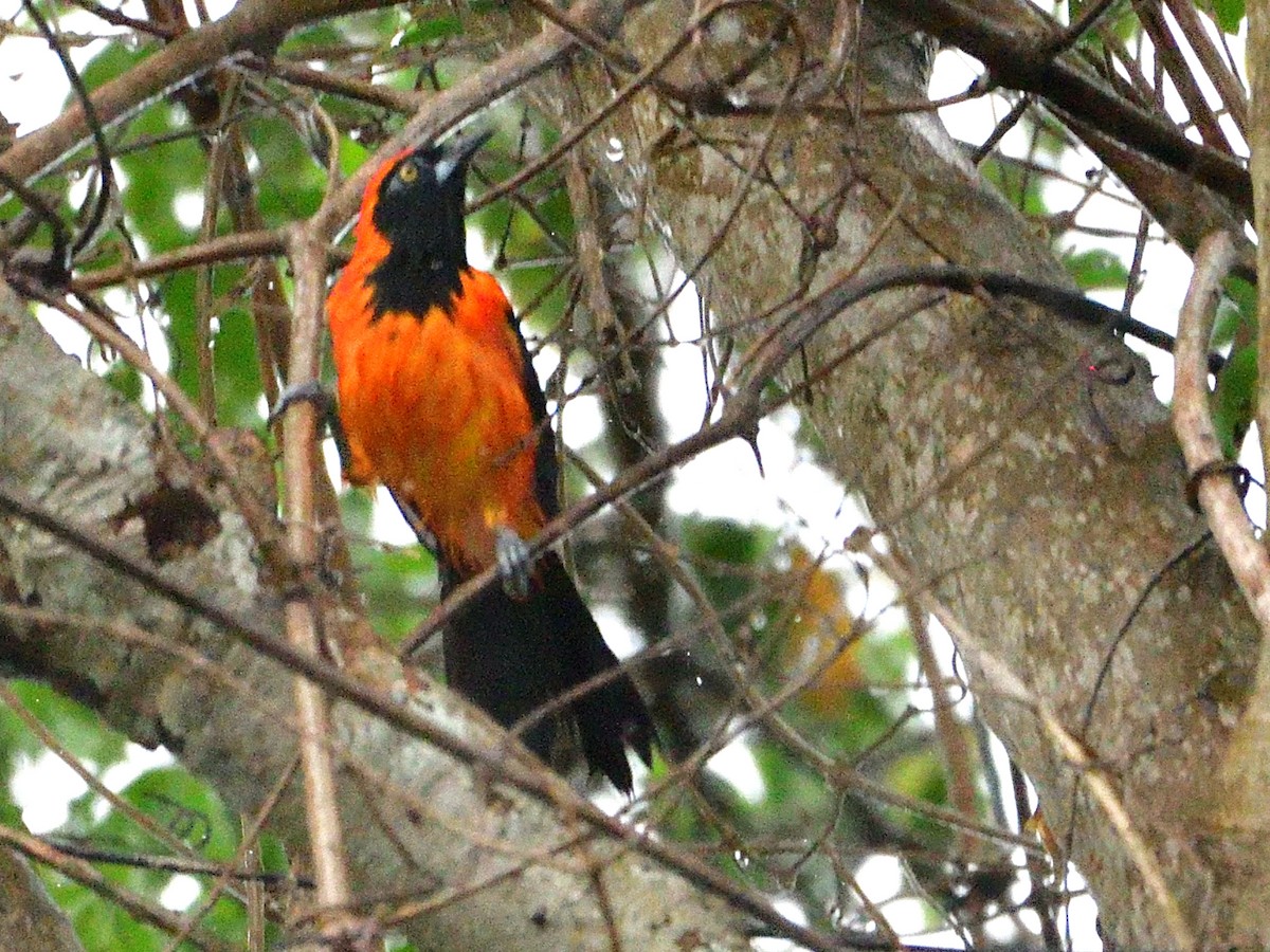 Orange-backed Troupial - ML645944506