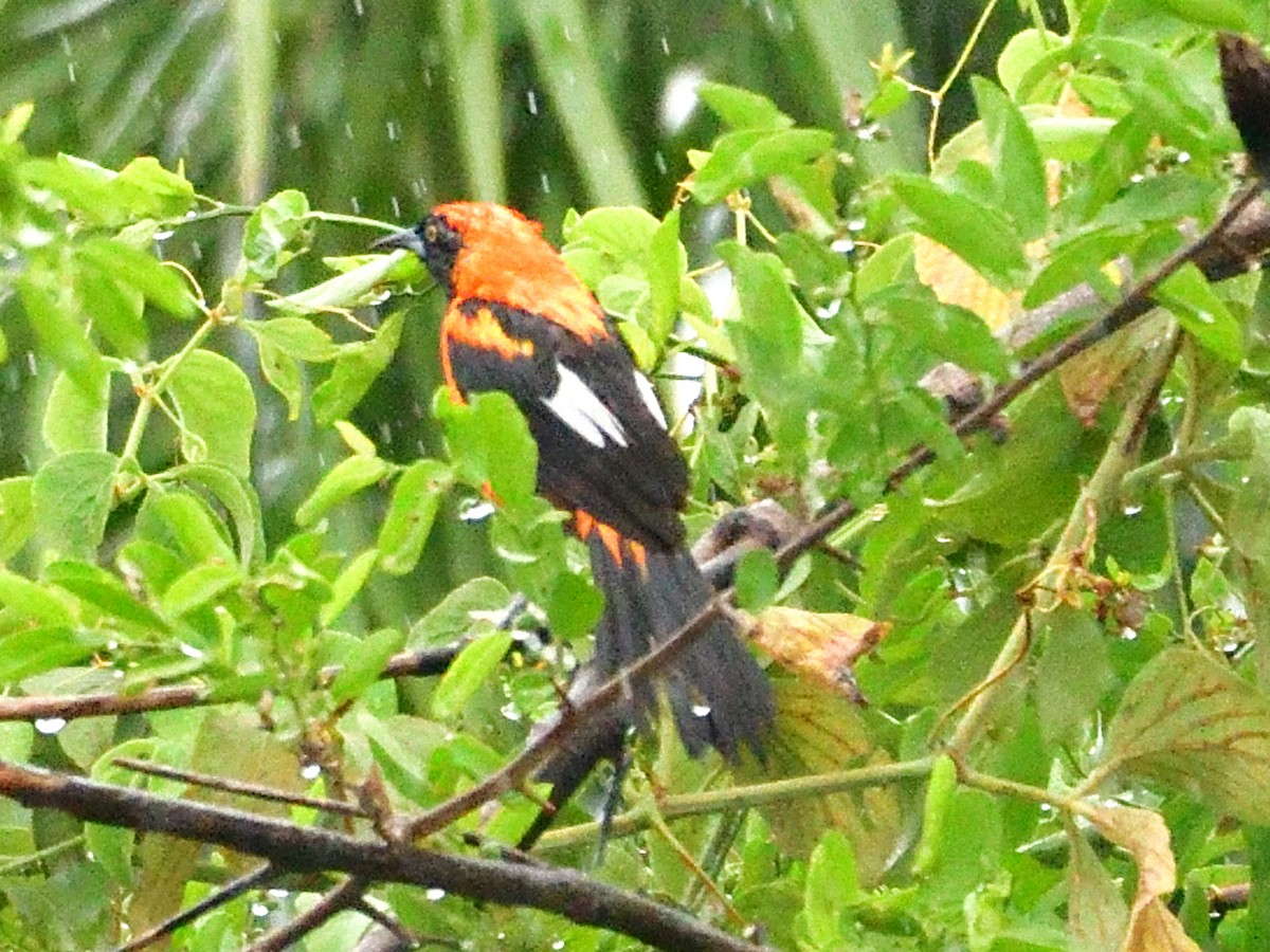 Orange-backed Troupial - ML645944507