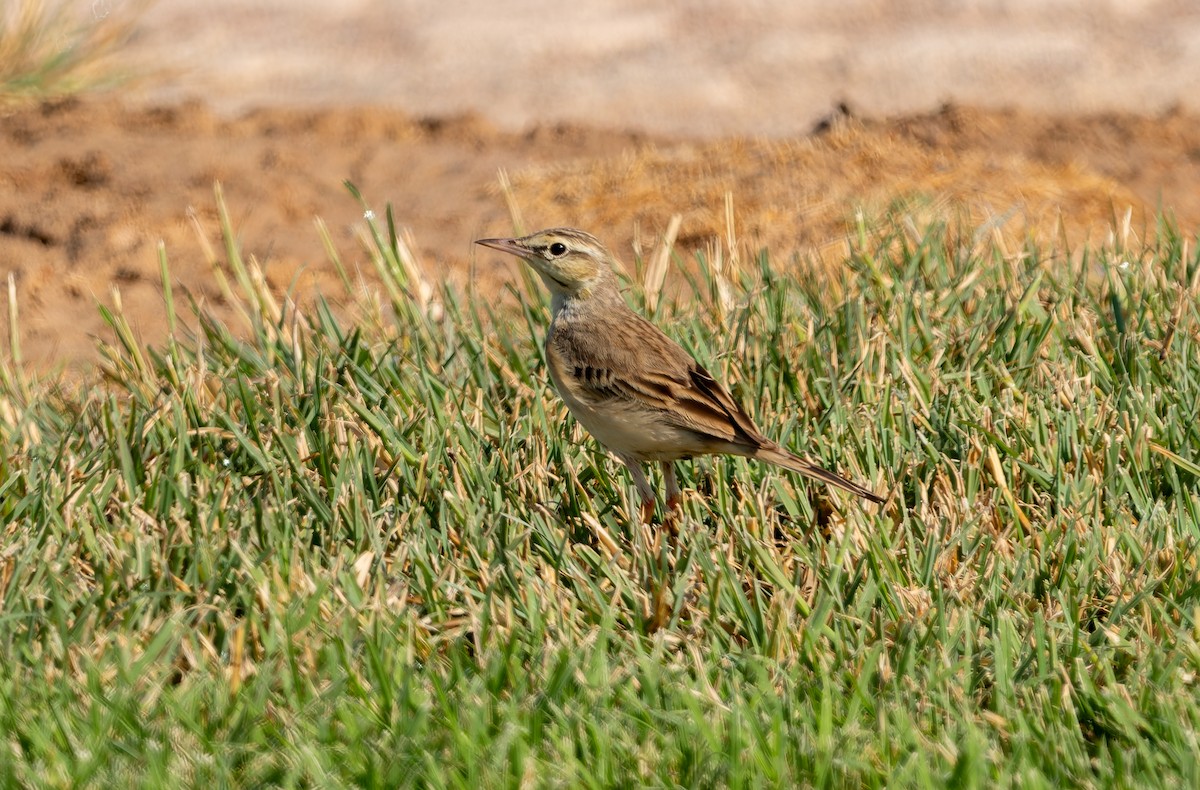 Tawny Pipit - ML645944508